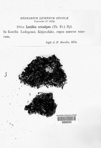 Helocarpon crassipes image